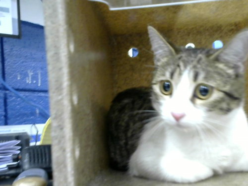 SWEETIE, a cat for adoption from Albuquerque Animal Services - Eastside