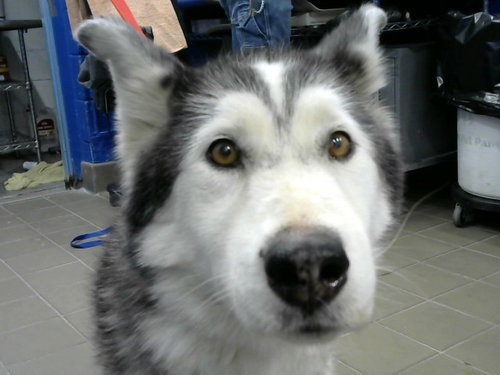 KIRA, a dog for adoption from Albuquerque Animal Services - Eastside