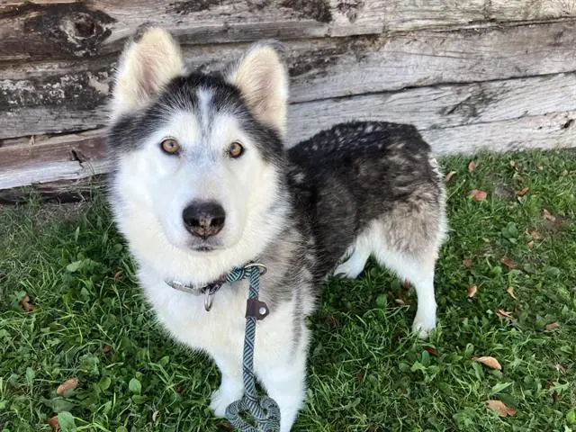 Kira - Husky