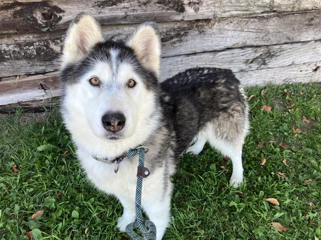 Kira