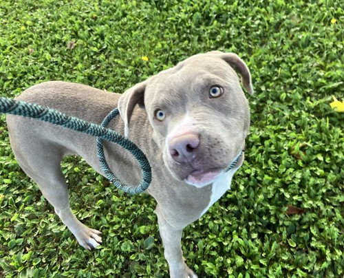 CHIMUELO, a dog for adoption from Albuquerque Animal Services - Eastside