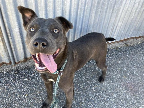BUSTER, a dog for adoption from Albuquerque Animal Services - Eastside
