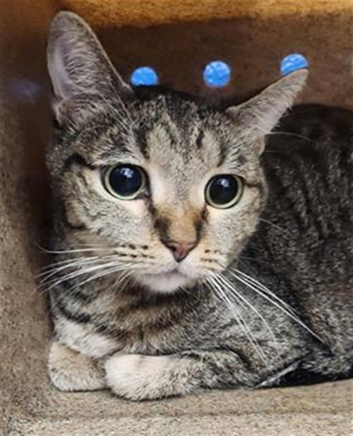 LA LA, a cat for adoption from Albuquerque Animal Services - Eastside