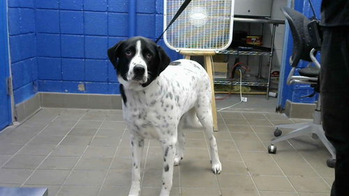 GUM BALL, a dog for adoption from Albuquerque Animal Services - Eastside
