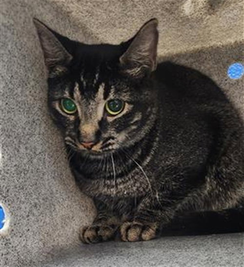 ALEX, a cat for adoption from Albuquerque Animal Services - Eastside