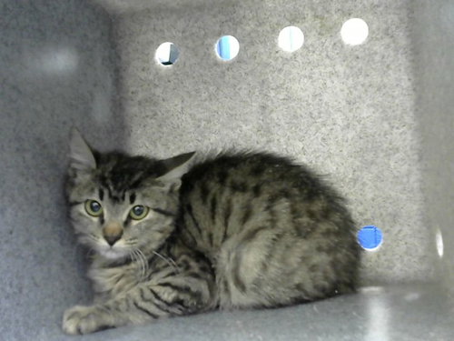 LILAC, a cat for adoption from Albuquerque Animal Services - Eastside