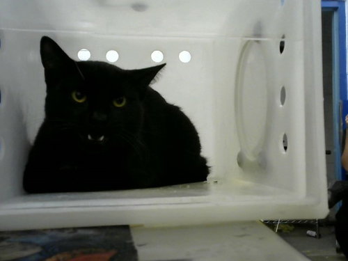 BUTTER BALL, a cat for adoption from Albuquerque Animal Services - Eastside