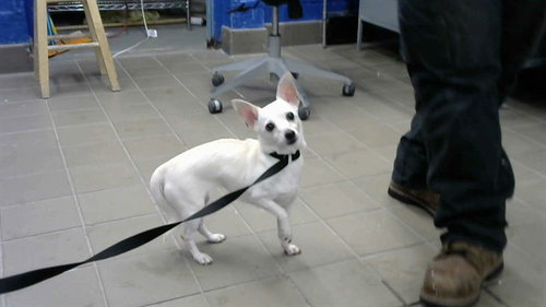 NALA, a dog for adoption from Albuquerque Animal Services - Eastside