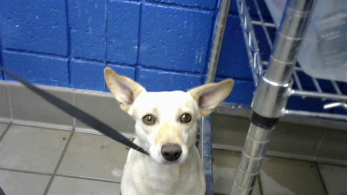 GIZMO, a dog for adoption from Albuquerque Animal Services - Eastside