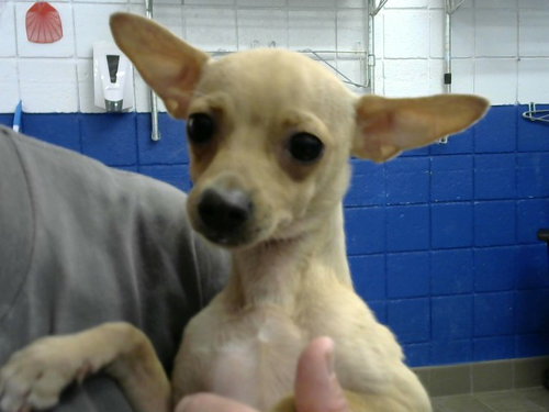 CHEECH, a dog for adoption from Albuquerque Animal Services - Eastside