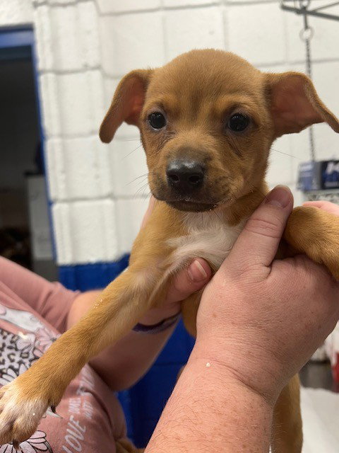 MASK, a dog for adoption from Albuquerque Animal Services - Eastside