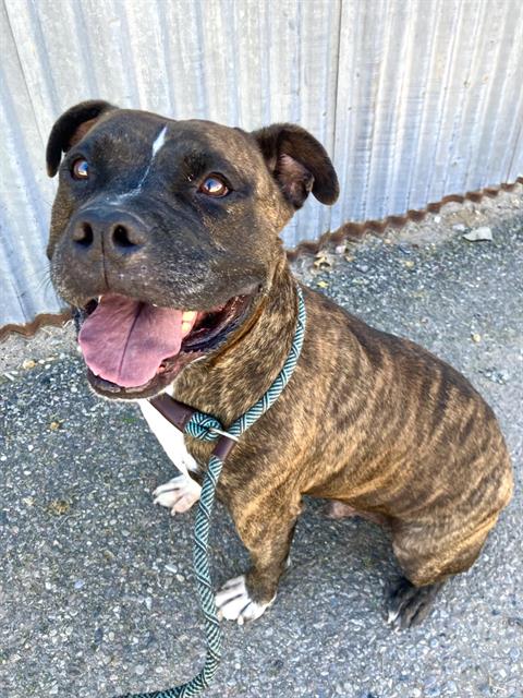 KINGSTON, a dog for adoption from Albuquerque Animal Services - Eastside