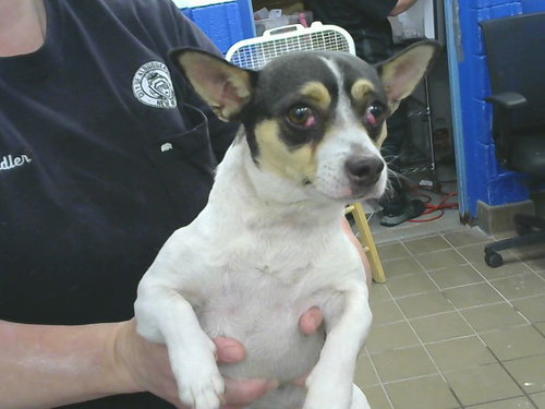 BABY, a dog for adoption from Albuquerque Animal Services - Eastside
