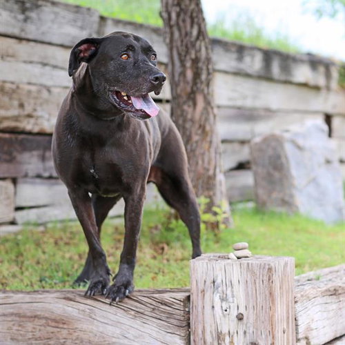 JOHN SNOW, a dog for adoption from Albuquerque Animal Services - Eastside