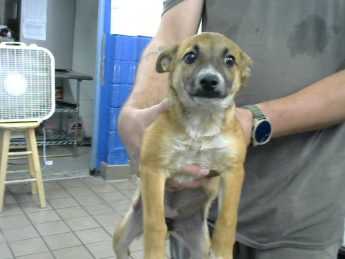 SAVAGE, a dog for adoption from Albuquerque Animal Services - Eastside