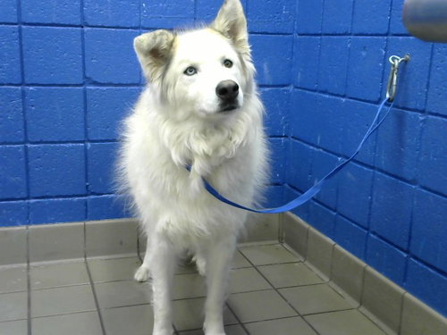 TOBBY, a dog for adoption from Albuquerque Animal Services - Eastside