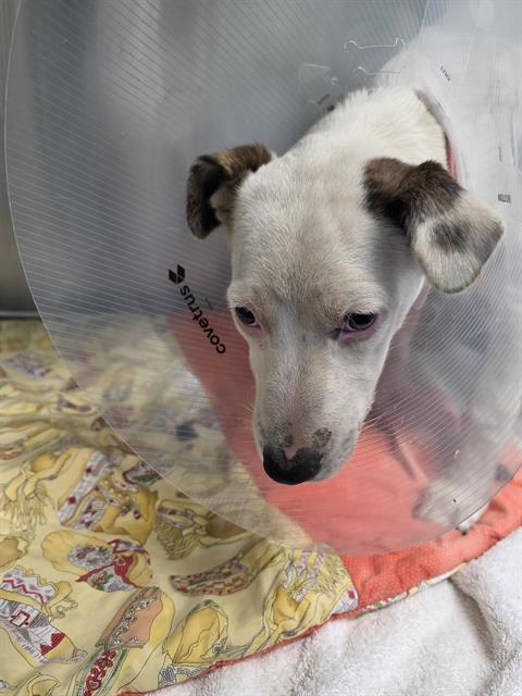 SLEEPY, a dog for adoption from Albuquerque Animal Services - Eastside