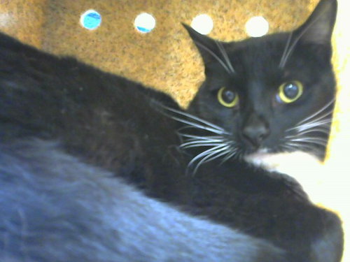 PANTHER, a cat for adoption from Albuquerque Animal Services - Eastside