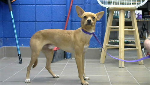 PABLO, a dog for adoption from Albuquerque Animal Services - Eastside