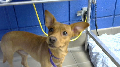 BORAK, a dog for adoption from Albuquerque Animal Services - Eastside