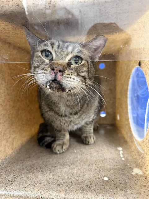 TIGER, a cat for adoption from Albuquerque Animal Services - Eastside