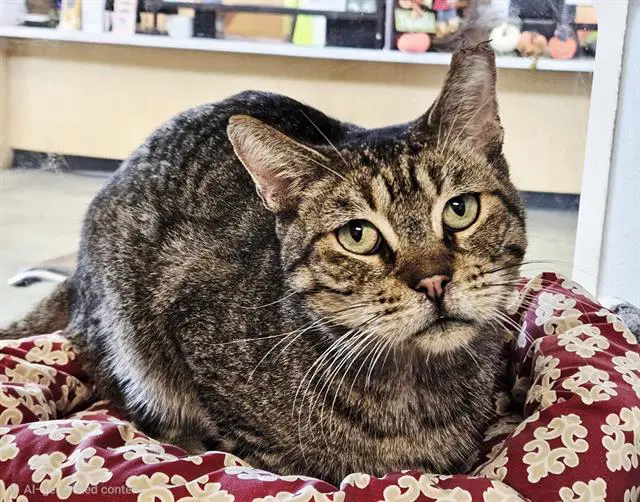 Tiger - Domestic Short Hair