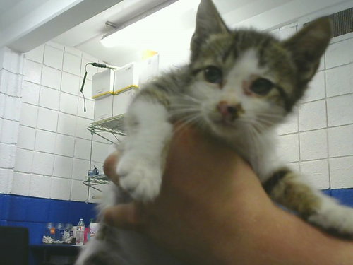 SCOOTER, a cat for adoption from Albuquerque Animal Services - Eastside