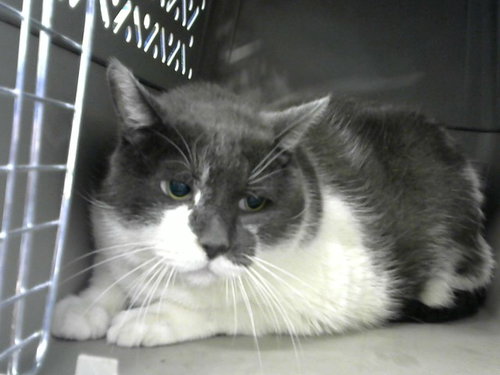 FUZZ, a cat for adoption from Albuquerque Animal Services - Eastside