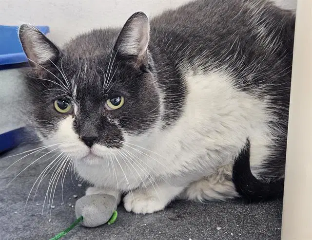 Fuzz - Domestic Short Hair