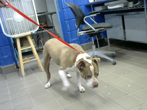 BRUNO, a dog for adoption from Albuquerque Animal Services - Eastside