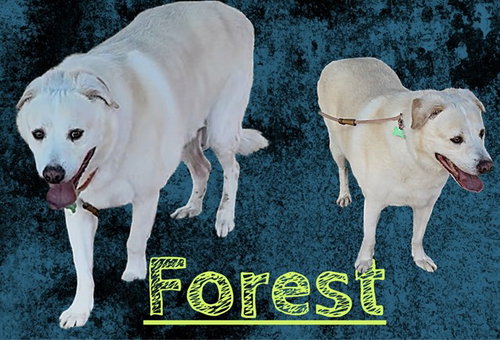 FOREST, a dog for adoption from Albuquerque Animal Services - Eastside