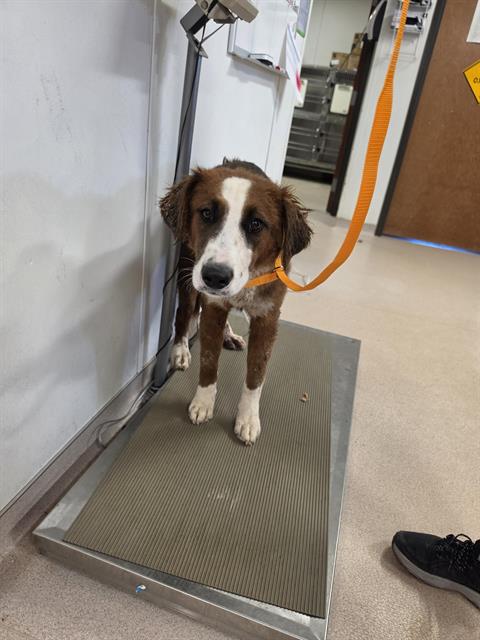 TIZZI, a dog for adoption from Albuquerque Animal Services - Eastside