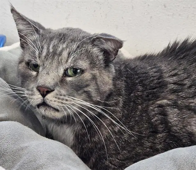 Sneakers - Domestic Short Hair