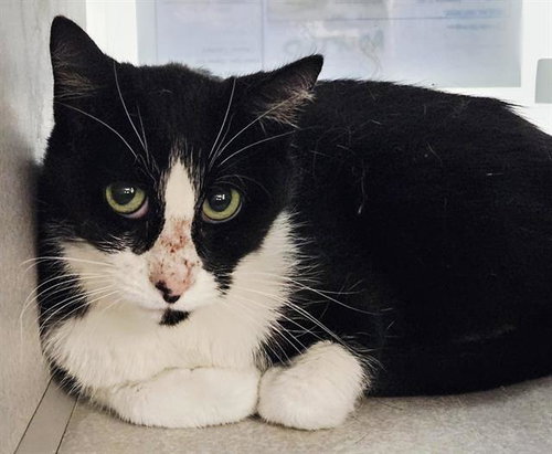 FIVE, a cat for adoption from Albuquerque Animal Services - Eastside