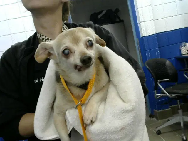Minchie - Chihuahua