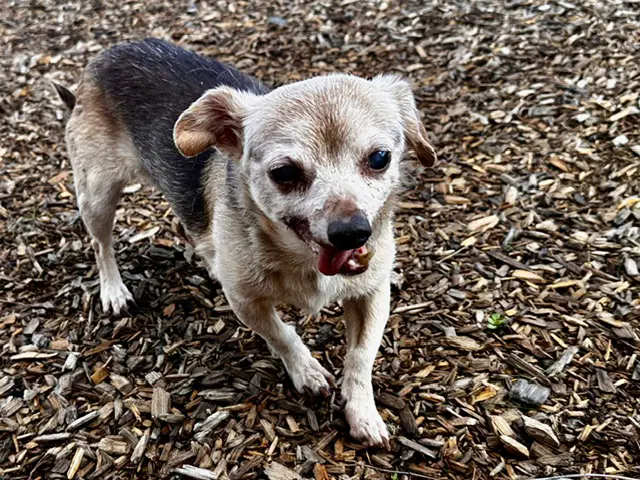 Minchie - Chihuahua