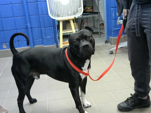 ANUBIS, a dog for adoption from Albuquerque Animal Services - Eastside