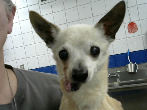 COAL MINER, a dog for adoption from Albuquerque Animal Services - Eastside