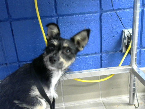TILLY, a dog for adoption from Albuquerque Animal Services - Eastside