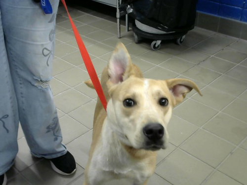 HONEY, a dog for adoption from Albuquerque Animal Services - Eastside