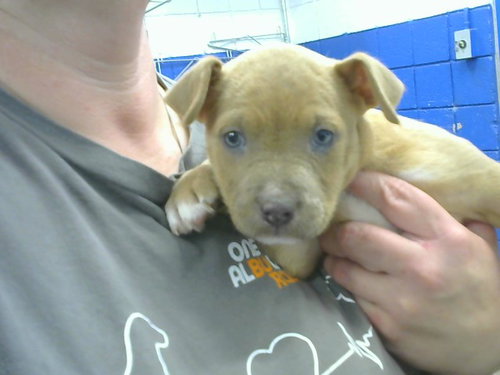 TACK, a dog for adoption from Albuquerque Animal Services - Eastside