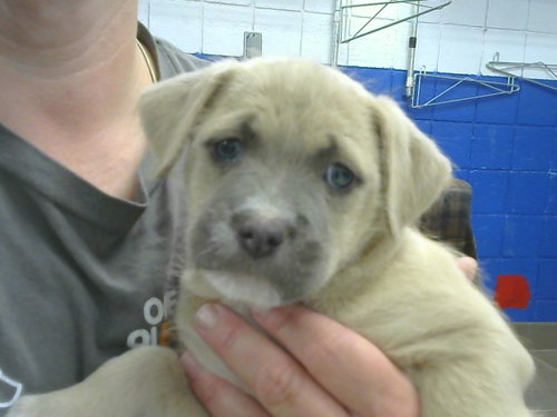 TOE, a dog for adoption from Albuquerque Animal Services - Eastside