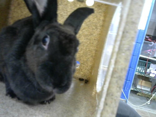 GRASSHOPPER, a rabbit for adoption from Albuquerque Animal Services - Eastside