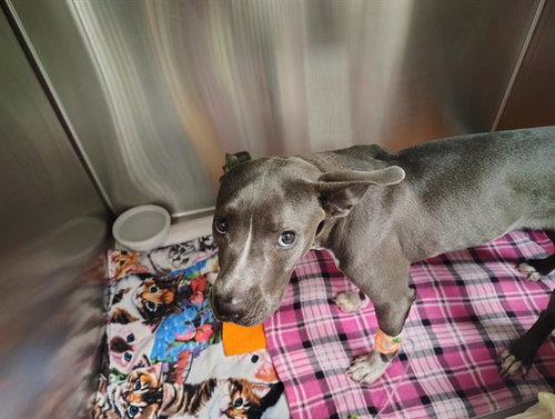 URSULA, a dog for adoption from Albuquerque Animal Services - Eastside