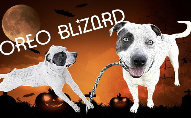 OREO BLIZARD