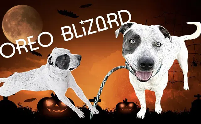 Oreo Blizard - Pit Bull Terrier