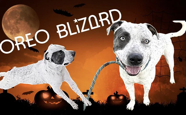 Oreo Blizard