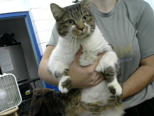 POTATO, a cat for adoption from Albuquerque Animal Services - Eastside
