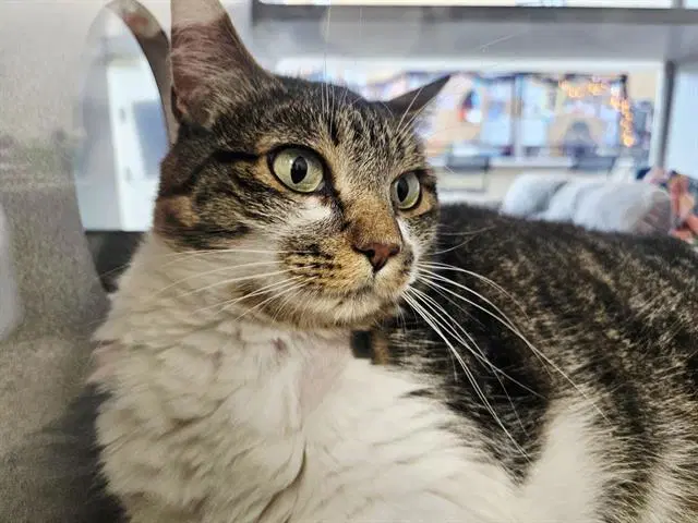 Potato - Domestic Short Hair