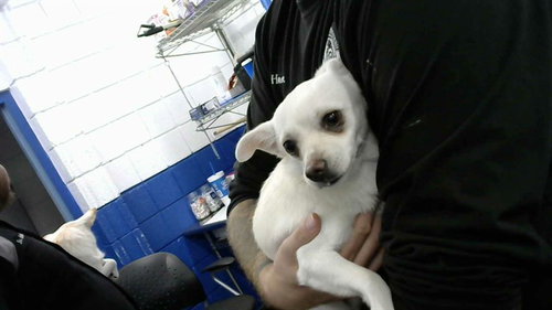 BUBBLES, a dog for adoption from Albuquerque Animal Services - Eastside